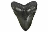 Bargain, Fossil Megalodon Tooth - South Carolina #168876-1